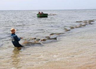 Ngư dân được mùa hái 'lộc biển' rong mơ