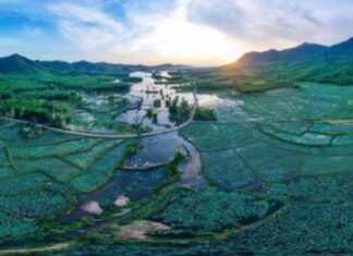 Đà Nẵng: Chiêm ngưỡng vẻ đẹp đầm sen Trà Lý