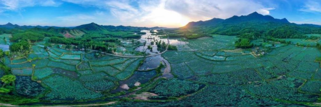 Đà Nẵng: Chiêm ngưỡng vẻ đẹp đầm sen Trà Lý