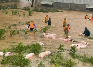 Bão số Bualoi làm 32 người chết và mất tích, 104.000 căn nhà bị hư hỏng Bão số Bualoi làm 32 người chết và mất tích, 104.000 căn nhà bị hư hỏng