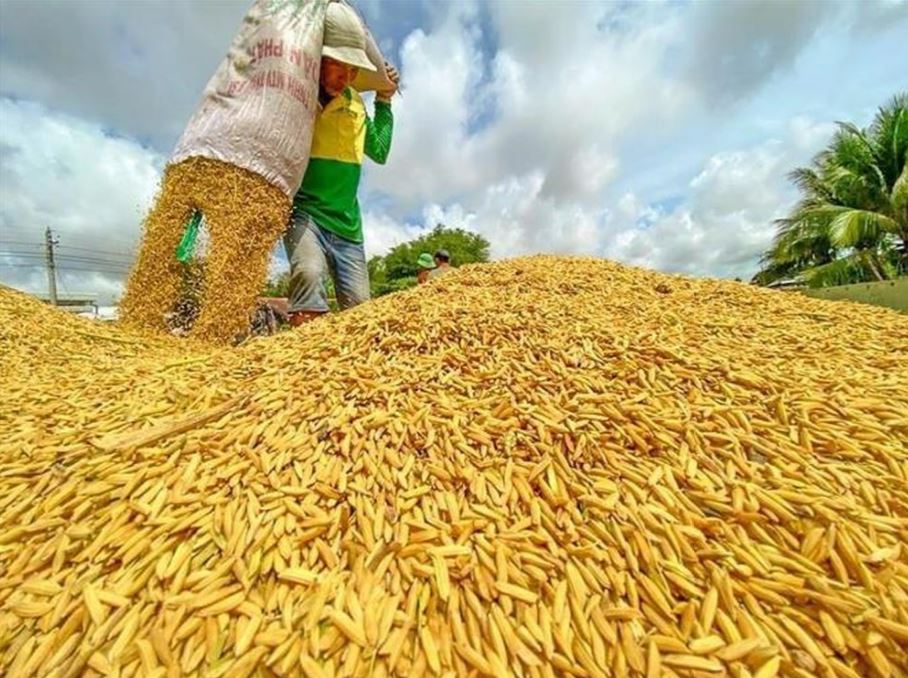 Hướng tới nền nông nghiệp xanh: Ngành trồng trọt xác định chiến lược chuyển đổi