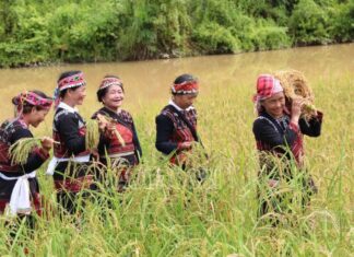 Giữ hồn lúa mẹ: Nghi lễ Tết cơm mới thiêng liêng của người Xá Phó ở Lào Cai