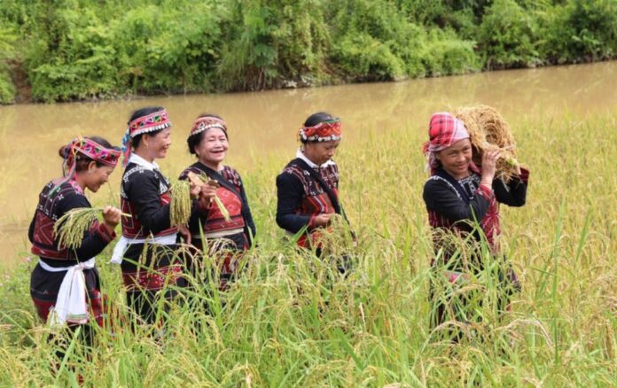 Giữ hồn lúa mẹ: Nghi lễ Tết cơm mới thiêng liêng của người Xá Phó ở Lào Cai Giữ hồn lúa mẹ: Nghi lễ Tết cơm mới thiêng liêng của người Xá Phó ở Lào Cai