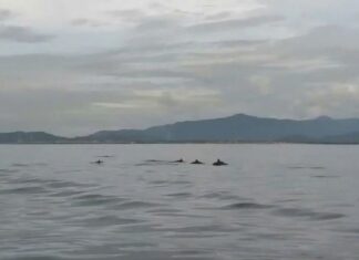 [Video]: Đã mắt với đàn cá voi 'nhảy múa' giữa biển Hòn Cau