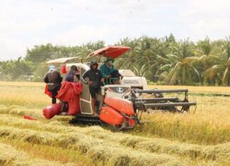 Hiệu quả mô hình lúa phát thải thấp ở Vĩnh Long
