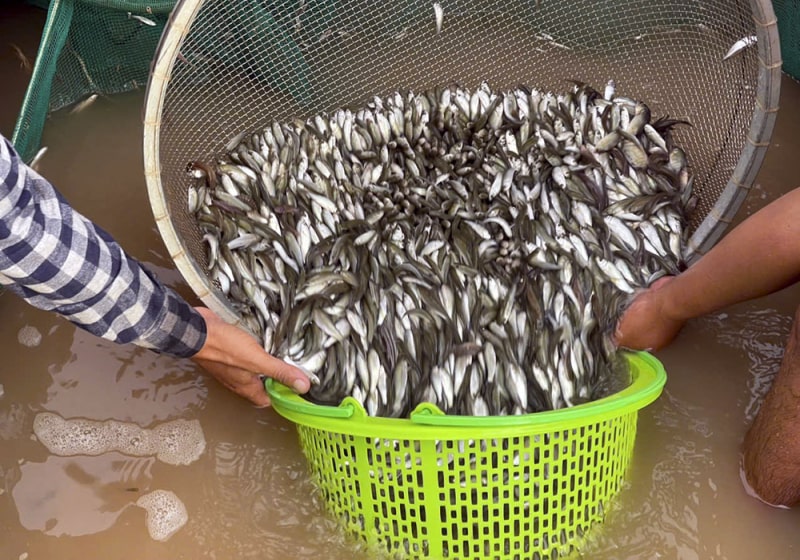 Cá linh là đặc sản mùa nước nổi ở miền Tây.