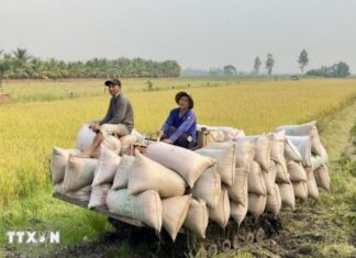 Nâng cao 'sức khỏe' đất trồng lúa: Nền tảng phát triển xanh và bền vững