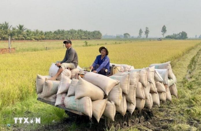 Nâng cao 'sức khỏe' đất trồng lúa: Nền tảng phát triển xanh và bền vững Nâng cao 'sức khỏe' đất trồng lúa: Nền tảng phát triển xanh và bền vững