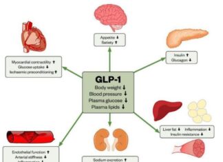 Nobel 2025: Nghiên cứu hormone điều hòa cảm giác thèm ăn dẫn đầu cuộc đua Y Sinh Nobel 2025: Nghiên cứu hormone điều hòa cảm giác thèm ăn dẫn đầu cuộc đua Y Sinh