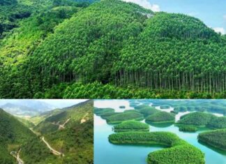 Tín chỉ carbon - Tiềm năng mới cho kinh tế rừng