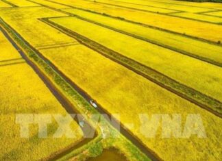Ngành nông nghiệp và môi trường: Trụ cột trong phát triển kinh tế xanh