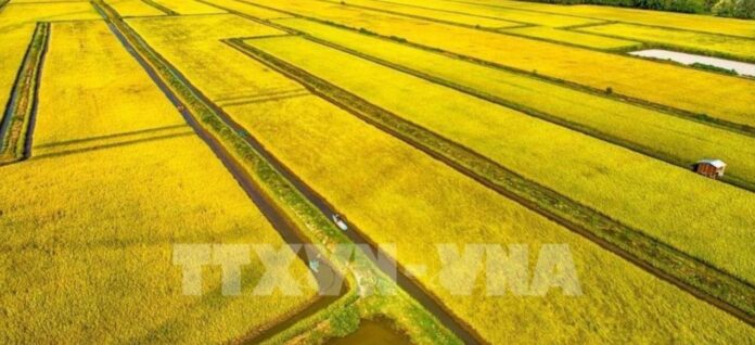 Ngành nông nghiệp và môi trường: Trụ cột trong phát triển kinh tế xanh Ngành nông nghiệp và môi trường: Trụ cột trong phát triển kinh tế xanh