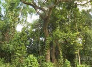 Đà Nẵng: Phát triển kinh tế xanh từ nguồn thu tín chỉ carbon