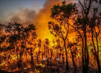 Cháy rừng dữ dội tại bang Tây Australia Cháy rừng dữ dội tại bang Tây Australia