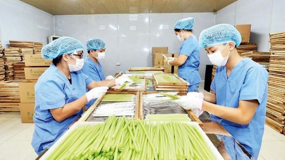 Hà Nội phát triển nông nghiệp xanh: vững lương thực — bền môi trường