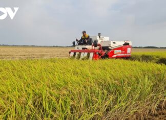 Nông nghiệp An Giang - bệ đỡ kinh tế địa phương
