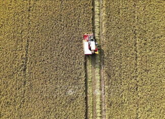 Đề án 1 triệu ha lúa chất lượng cao: Cơ hội tái cơ cấu ngành lúa gạo