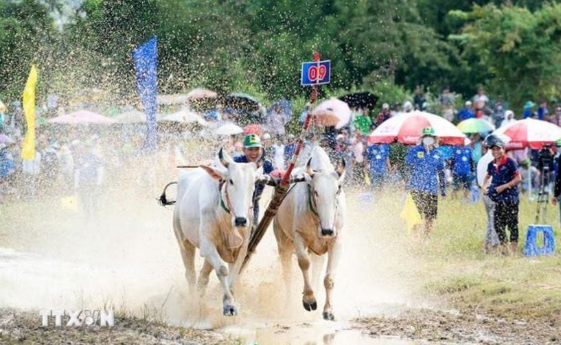 Hội đua bò Bảy Núi.