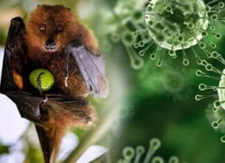 Nhật Bản thử nghiệm lâm sàng vaccine ngừa virus Nipah