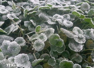 Nhiệt độ xuống dưới 0°C, băng giá xuất hiện tại miền Tây Nghệ An Nhiệt độ xuống dưới 0°C, băng giá xuất hiện tại miền Tây Nghệ An