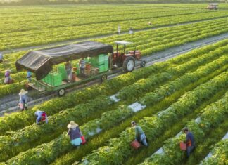 Ngành nông nghiệp bứt phá, kim ngạch xuất khẩu ước đạt 70 tỷ USD