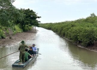 Kinh tế xanh từ 'lá chắn' rừng ven biển