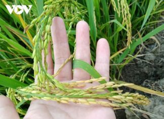 Đề án 1 triệu ha, con đường để ngành lúa gạo phát triển bền vững