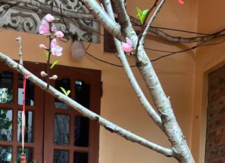 Vạn Xuân mở hội đua thuyền - Truyện lịch sử Phùng Văn Khai
