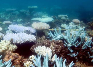 Australia: Phát hiện quần thể san hô khổng lồ tại Great Barrier Australia: Phát hiện quần thể san hô khổng lồ tại Great Barrier