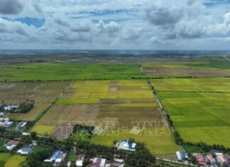 Đề án 1 triệu ha lúa: Hiệu quả bước đầu từ thực tiễn đồng ruộng