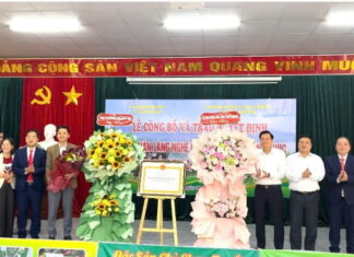 Công nhận làng nghề chè Shan tuyết ở Thái Nguyên