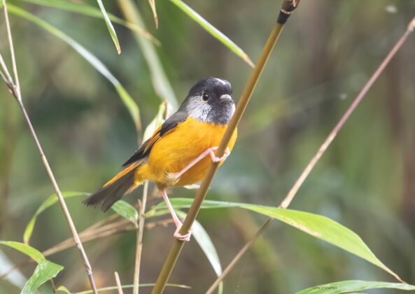L&aacute;ch t&aacute;ch ngực v&agrave;ng - Lioparus chrysotis.