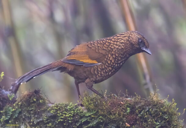 Khướu vằn - Trochalopteron subunicolor.