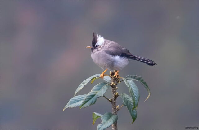 Khướu m&agrave;o cổ trắng - Yuhina diademata.