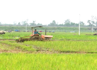 Nông nghiệp Đà Nẵng chuyển mình nhờ liên kết sản xuất