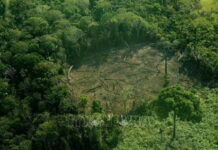 Brazil: 800 loài động vật đứng trước nguy cơ tuyệt chủng