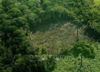 Brazil: 800 loài động vật đứng trước nguy cơ tuyệt chủng Brazil: 800 loài động vật đứng trước nguy cơ tuyệt chủng