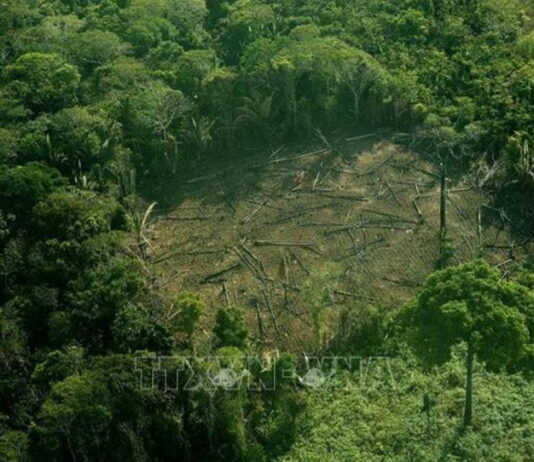 Brazil: 800 loài động vật đứng trước nguy cơ tuyệt chủng