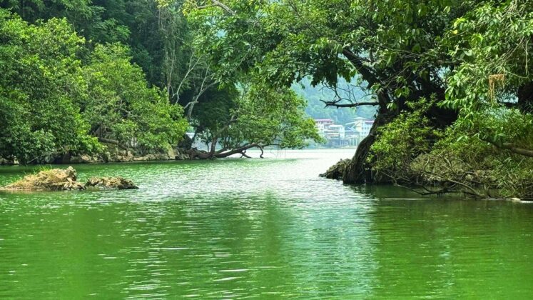 Những gốc c&acirc;y cổ thụ ven hồ tạo n&ecirc;n vẻ đẹp huyền b&iacute; giữa kh&ocirc;ng gian đại ng&agrave;n Đ&ocirc;ng Bắc.