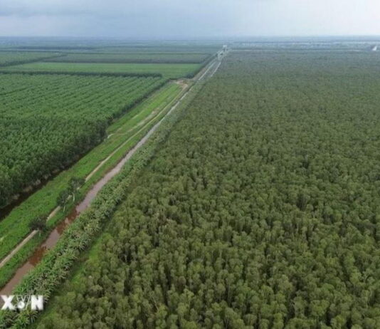 Khám phá U Minh Hạ: Khu rừng tràm huyền thoại nơi cực Nam Tổ quốc