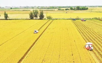 Quy hoạch vùng sản xuất xanh, nâng cao vị thế nông sản Việt Quy hoạch vùng sản xuất xanh, nâng cao vị thế nông sản Việt