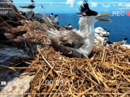VTV lần đầu tiên truyền hình trực tiếp thiên nhiên hoang dã VTV lần đầu tiên truyền hình trực tiếp thiên nhiên hoang dã