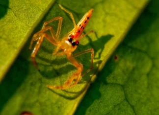 Phát hiện loài nhện ‘mặt cười’ mới tại vùng núi cao Himalaya Phát hiện loài nhện 'mặt cười' mới tại vùng núi cao Himalaya