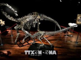 Thái Lan phát hiện loài khủng long cổ dài mới có niên đại 150 triệu năm